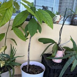 Avocado tree