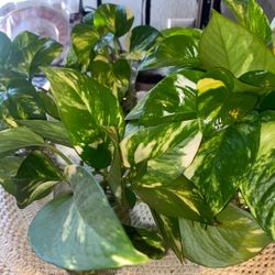 Golden Pothos 