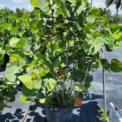 Huge And Beautiful Sea Grapes Bush Plants Huge Privacy Plants For Just $150