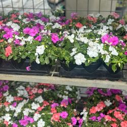 ANNUALS PLANTS