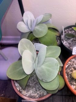 🌱 Paddle Plant — $15–20