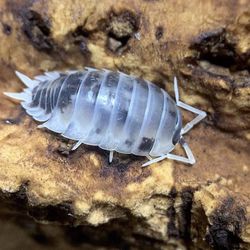 Dairy Cow Isopods - Cleanup Crew for Terrarium Reptile Bedding