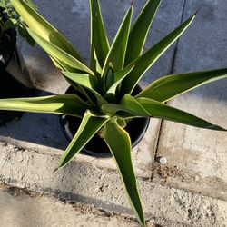 Variegated Century Plant