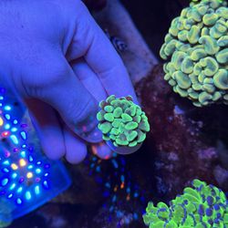 Green Hammer Corals 