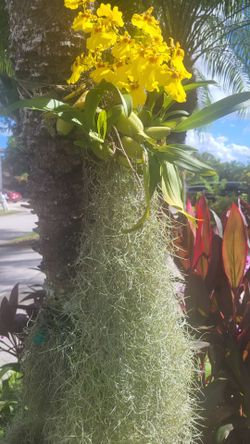 Live spanish moss.