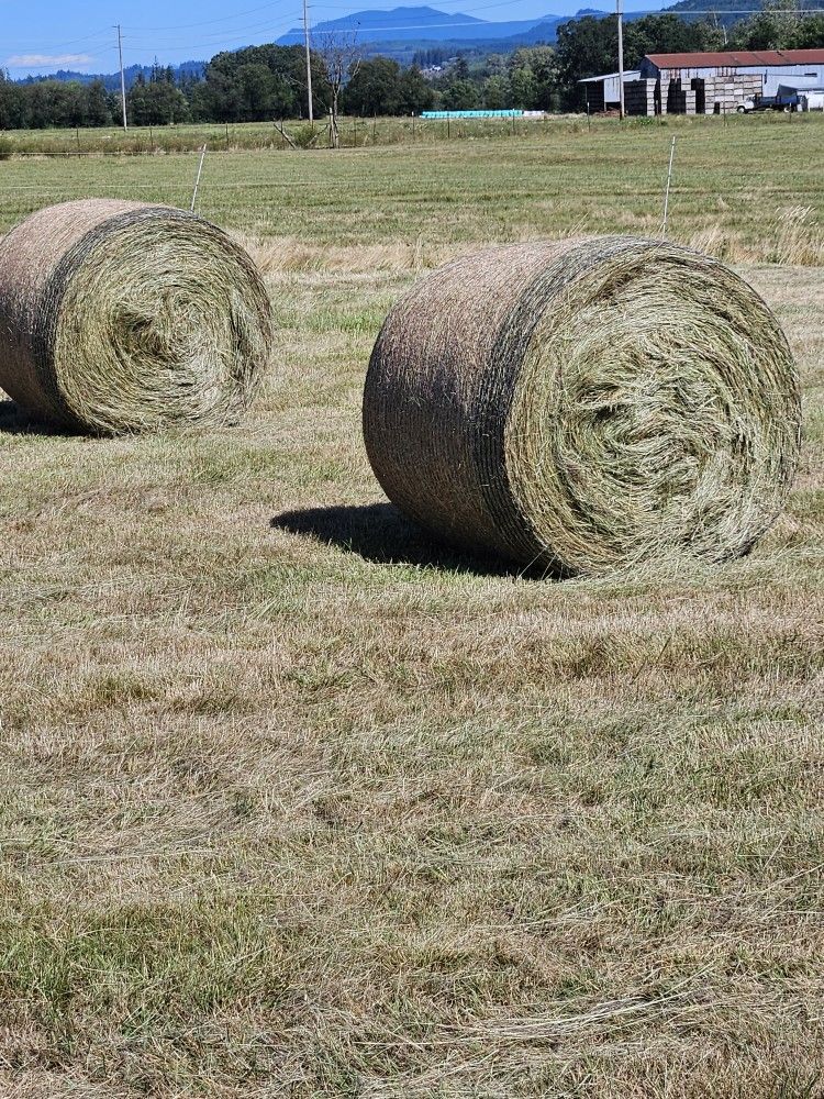 DRY ROUND BALES