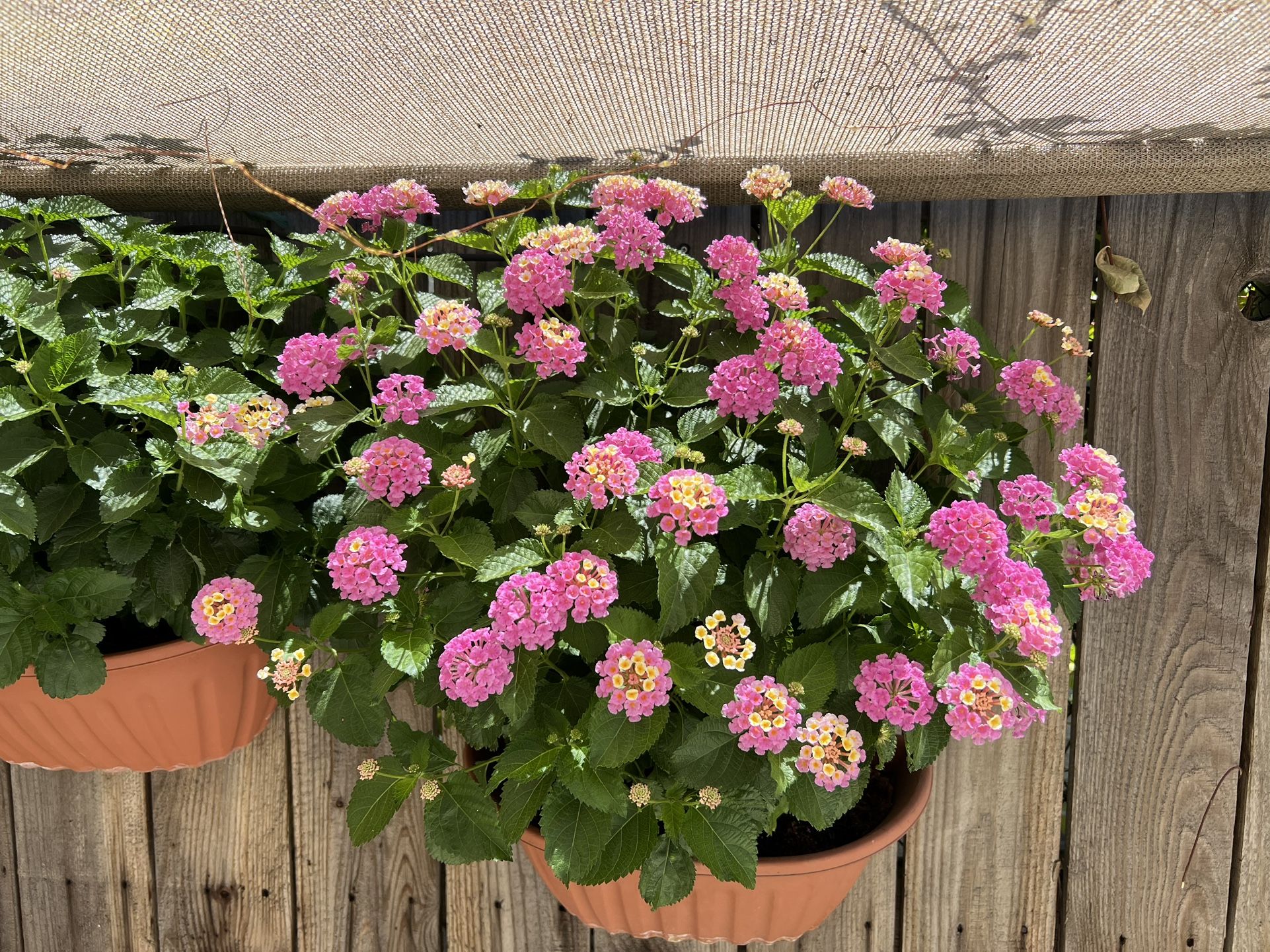 Lantena Plant In A Wall Hanging Planter