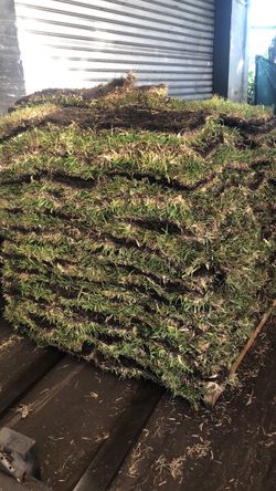 Sod / Grass