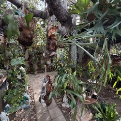 SALE:  Large Hanging Staghorn Ferns ( Small One Free W Purchase)