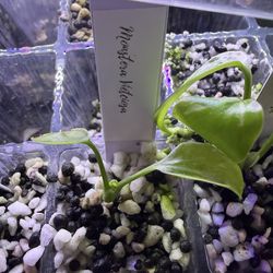 SUPER RARE* Monstera Vietcosa (Tc grown)