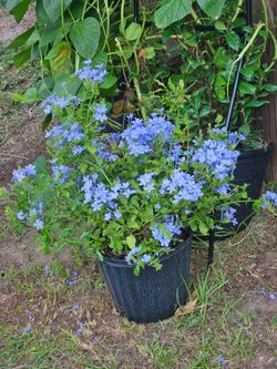 Blue plumbago