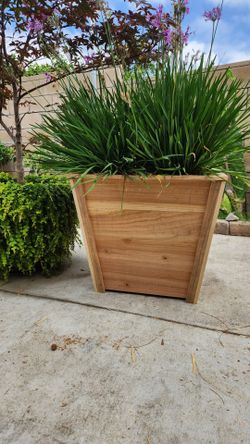 cedar planter