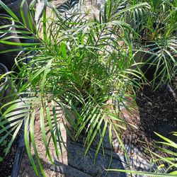 Plants Pygmy Date Palm