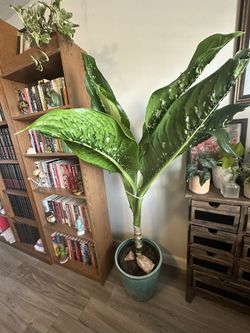 House Plant 