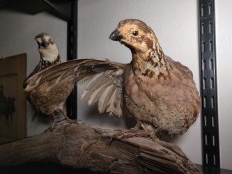 Vintage Bobwhite Quail Taxidermy