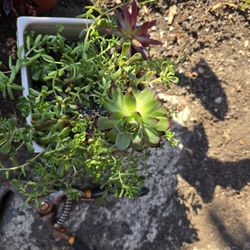 Succulent 