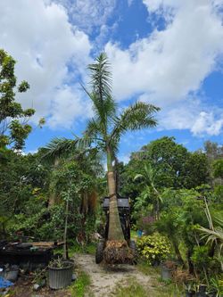royal palms all sizes available