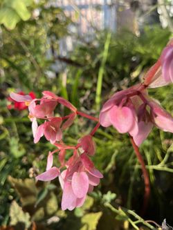 Fuschia Begonia