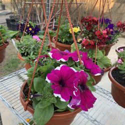 Hanging Flowers Pots 7$ Each