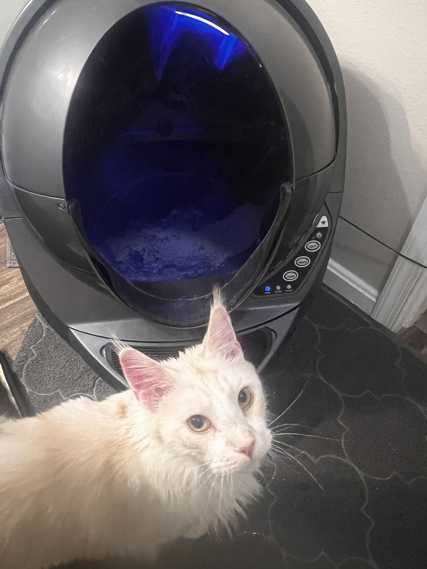 Working USED litter Robot 3