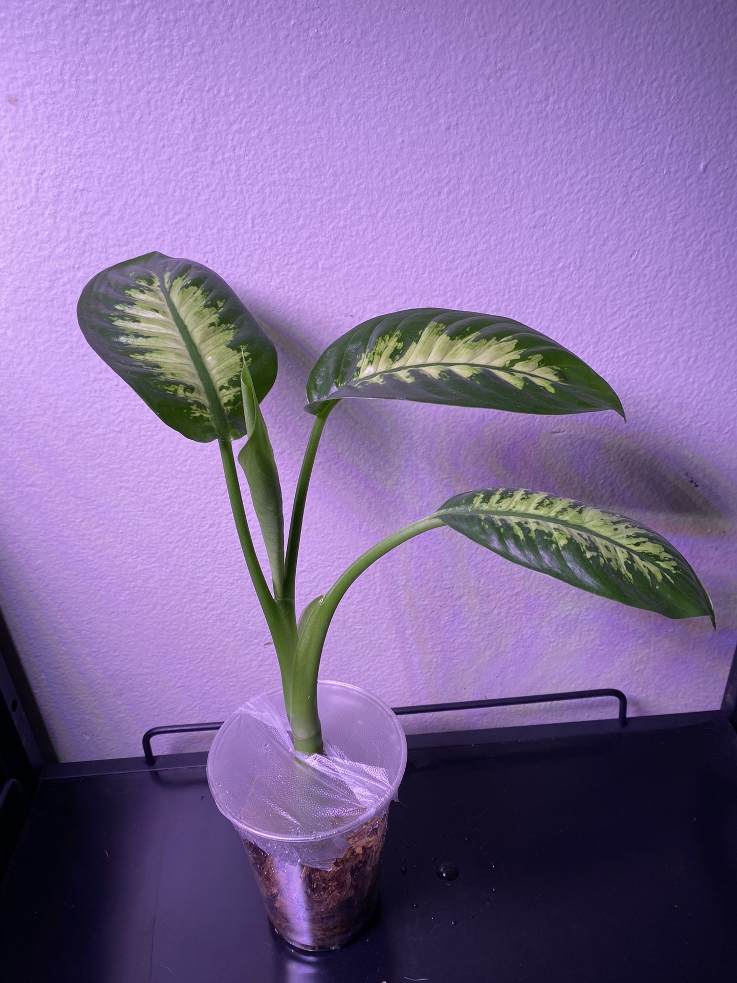 Dieffenbachia