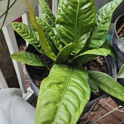 Thick Green Leaves 