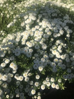 Hermosa planta de altamisa $12 la maceta grande