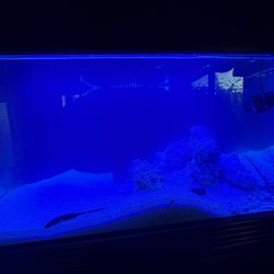 120 Gallon Reef Tank Fish Aquarium 