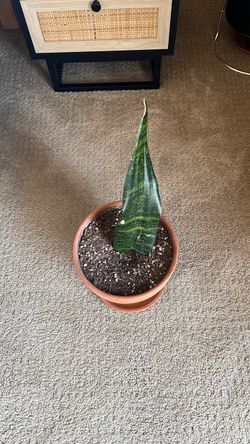 Snake Plant Propagation