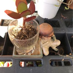 Succulent 
