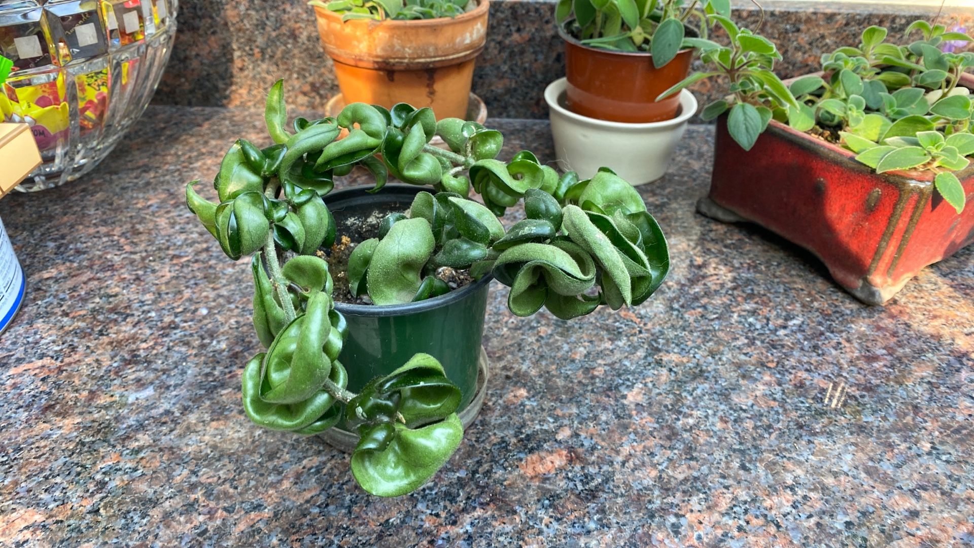 Hoya Compacta Hindu Rope Houseplant