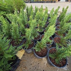 Italian Cypress Pines 1gallon 1ft Tall 