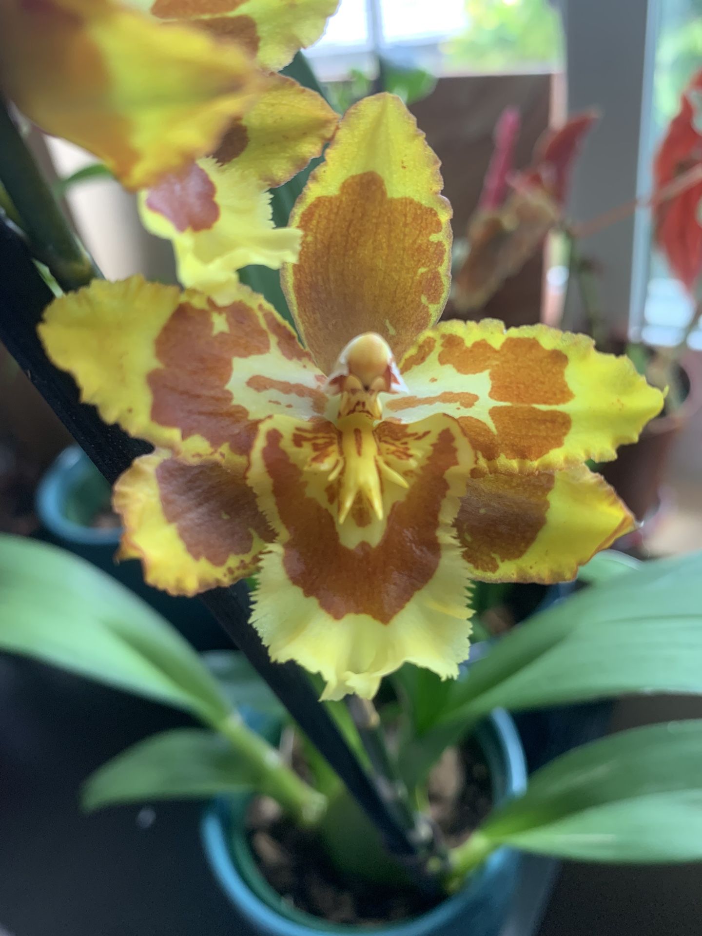 Yellow Orchid, In Bloom!