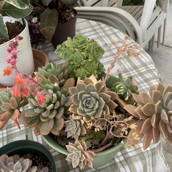 Succulent Arrangement 