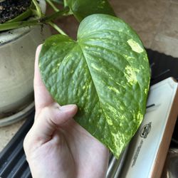 Pothos Cuttings/trimmings/pups 