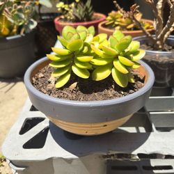 Plants/succulent