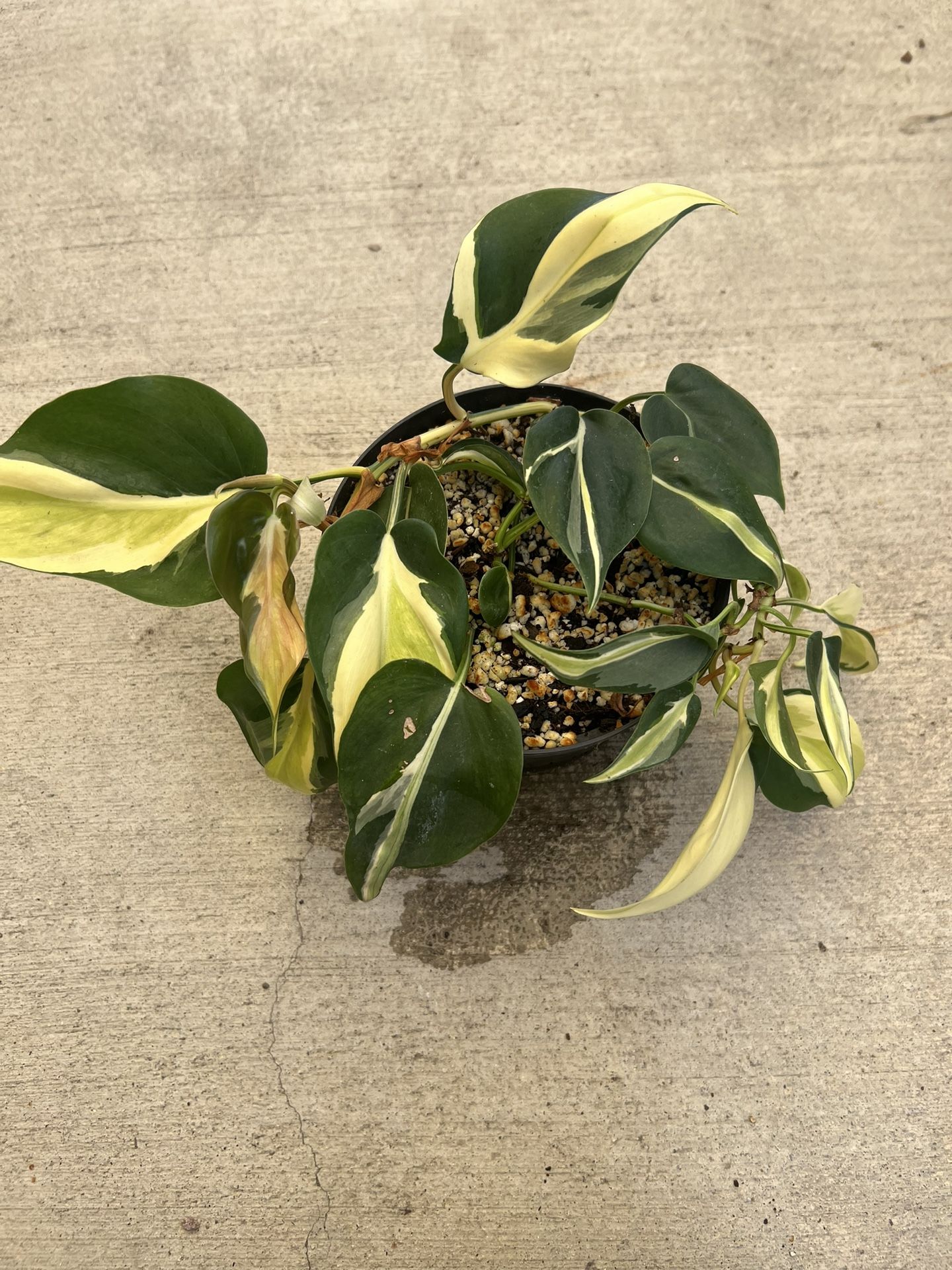 Silver Stripe Philodendron