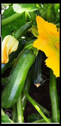 Summer sguash fordhook Zucchini plant