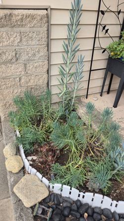 Free Plants