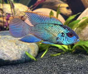Fish tank