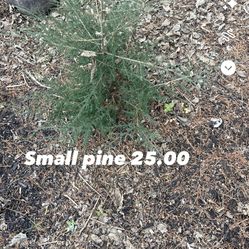 Pine