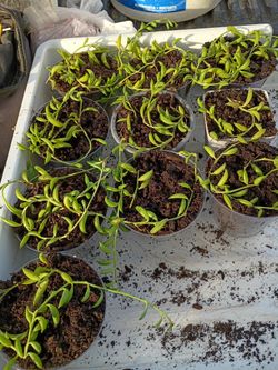 String Of Banana 🍌