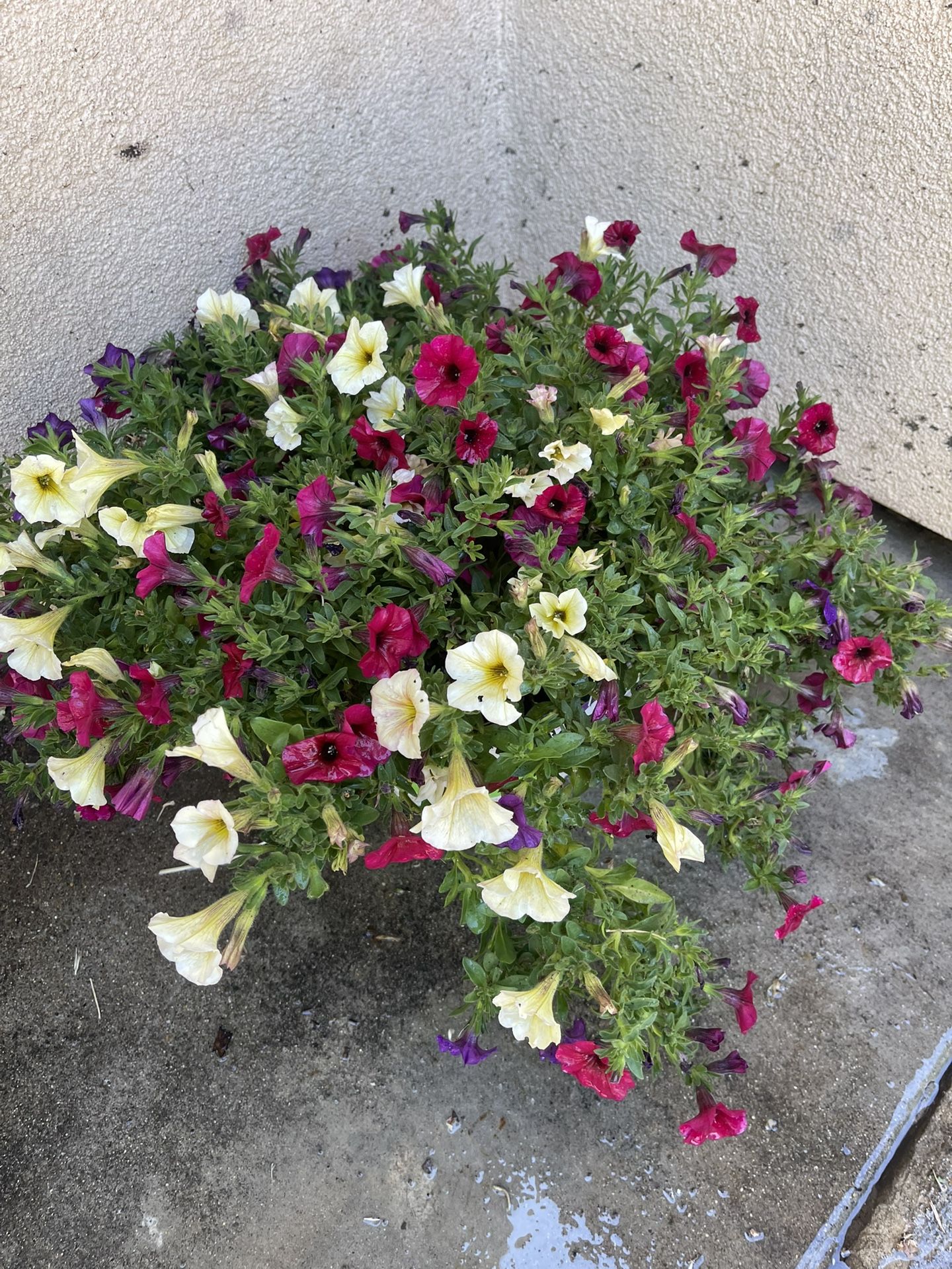 Plant For Garden