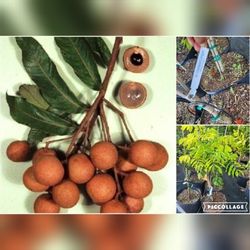 Sri Chompoco Pink Longan Airlayered Trees In 7gal