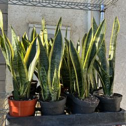 Snake Plants 10$ Each