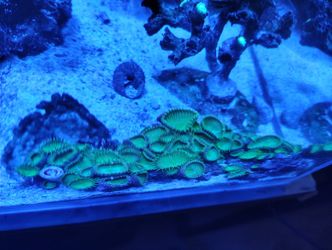 Saltwater Aquarium Coral Decoration
