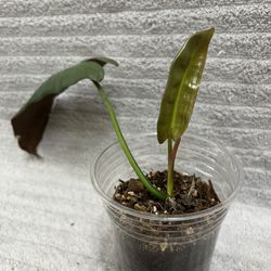 Philodendron Atabapoense Live Plant 