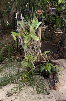 Orchids and more