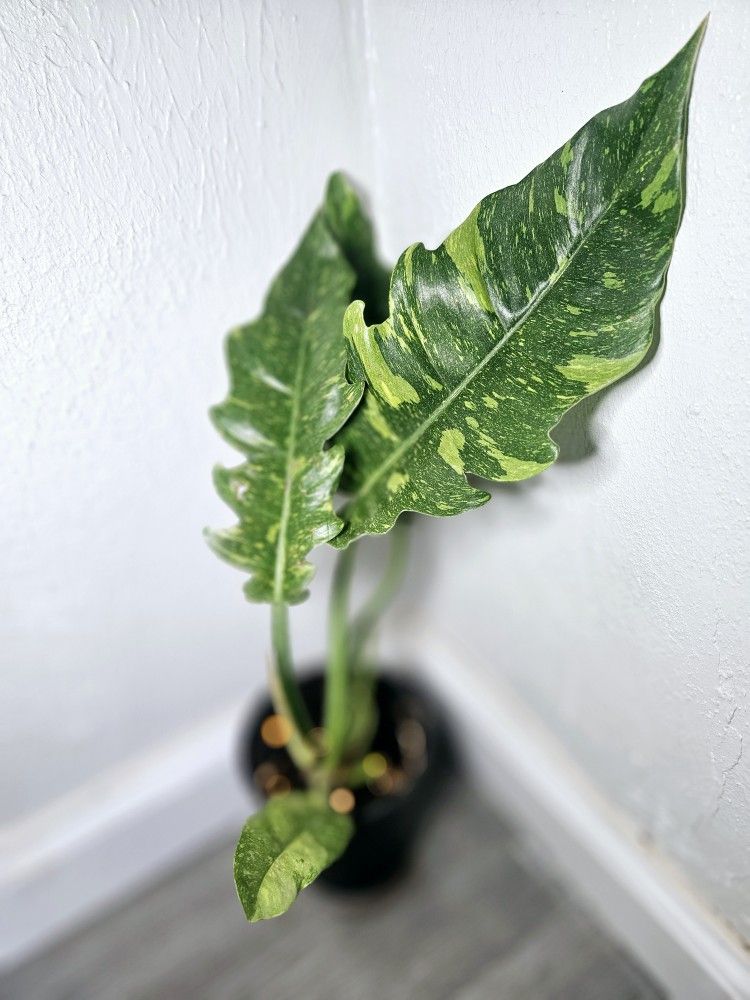 Plants For Sale