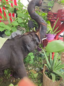 Leather Elephant AS IS $150....$2000 COST